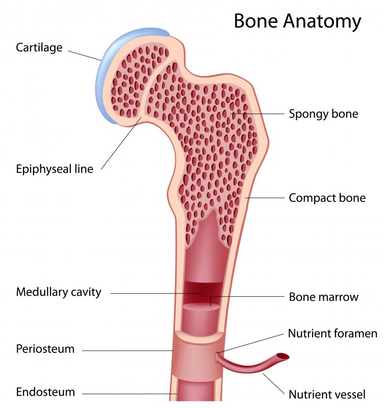 Compact Bone Tissue Function And Location