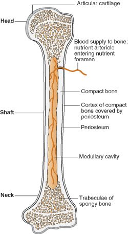 Compact Bone Tissue Is Composed Of