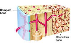 Compact Bone Tissue Is Composed Of