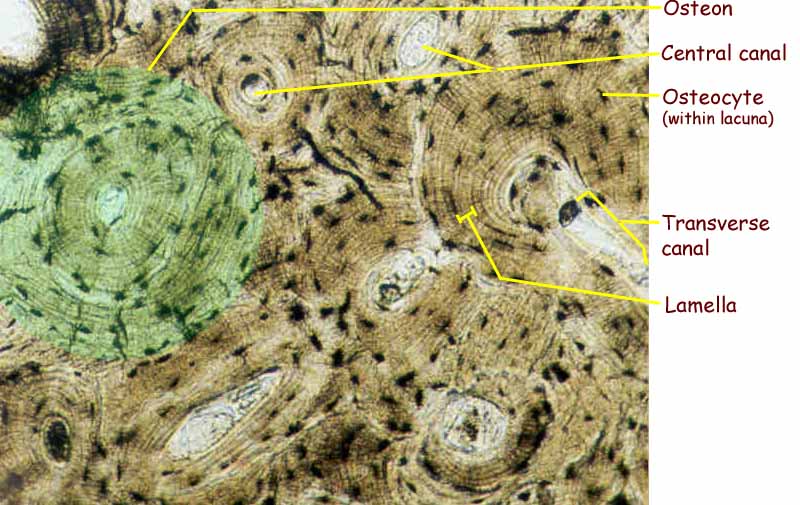 Compact Bone Tissue Labeled