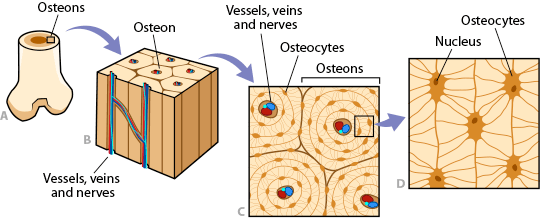 Compact Bone Tissue Labeled