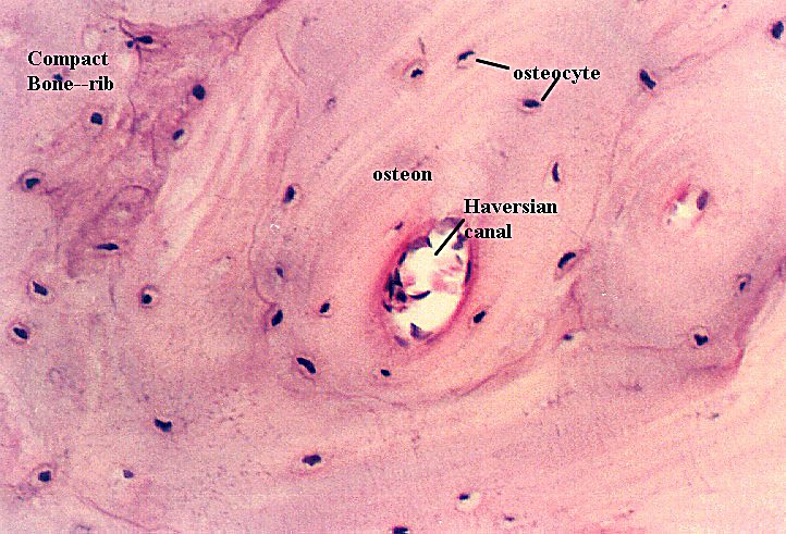 Compact Bone Tissue Labeled