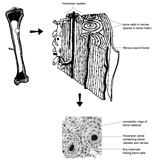 Compact Bone Tissue Labeled