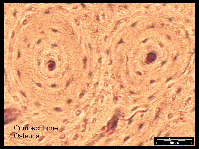 Compact Bone Tissue Slide