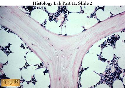 Compact Bone Tissue Slide