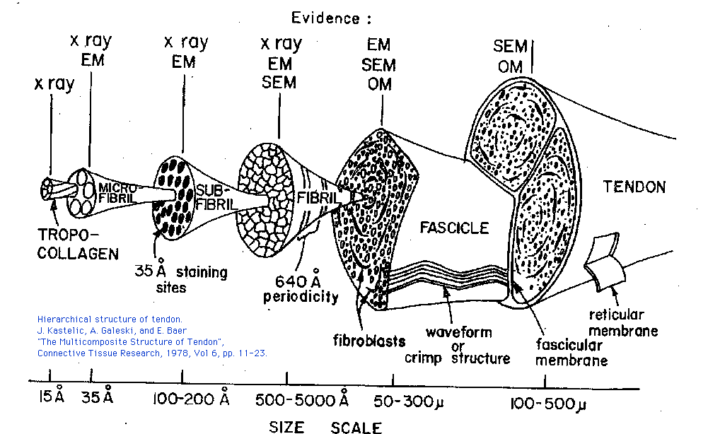 Compact Bone Tissue Structure