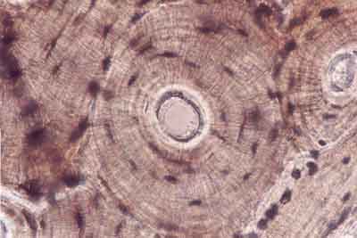 Compact Bone Tissue Structure