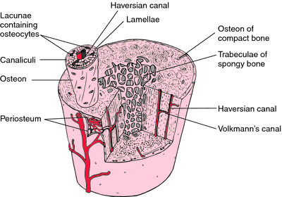 Compact Bone Tissue Structure