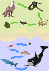 Compare And Contrast Food Web And Food Chain