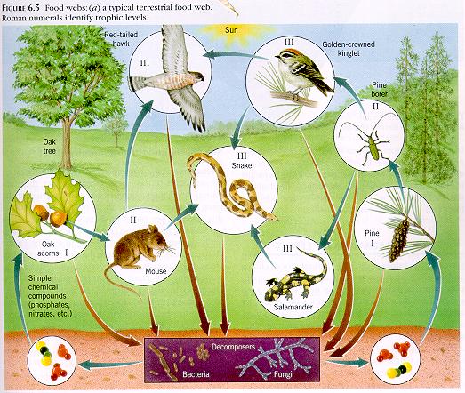 Compare And Contrast Food Web And Food Chain