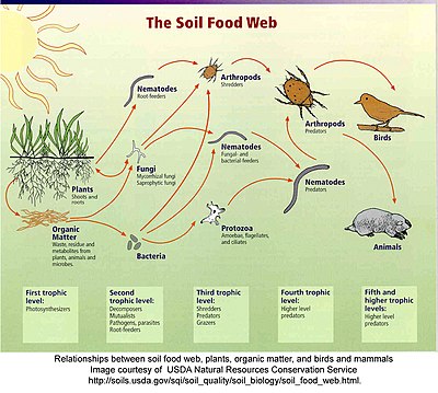 Compare And Contrast Food Web And Food Chain