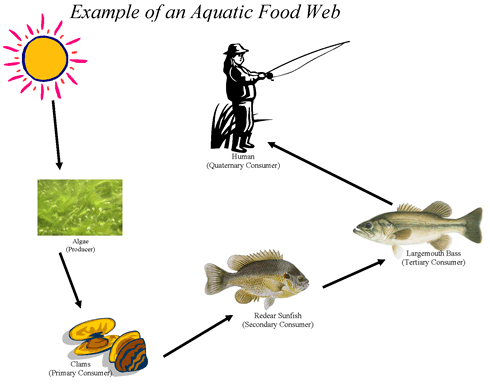 Compare And Contrast Food Web And Food Chain