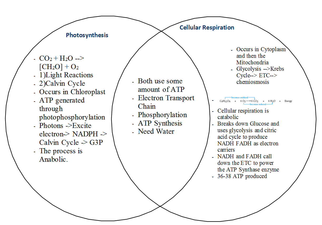 Compare And Contrast Photosynthesis And Cellular Respiration Worksheet