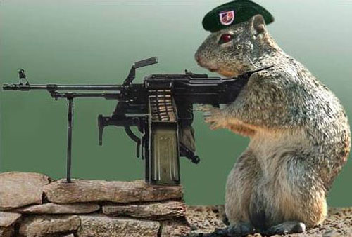 Cute Animals With Guns