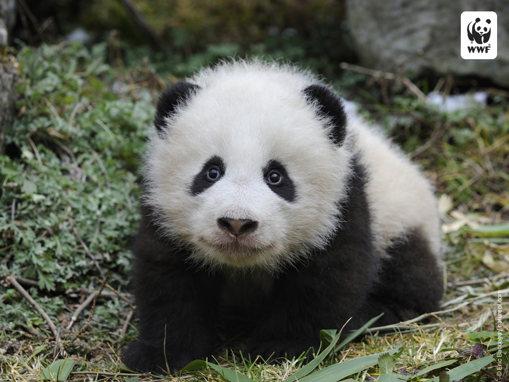 Cute Baby Panda Wallpaper Hd