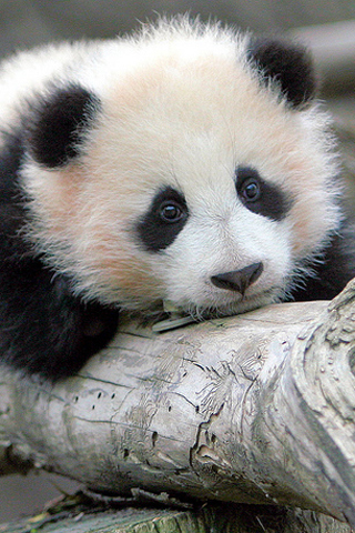 Cute Baby Panda Wallpaper Hd