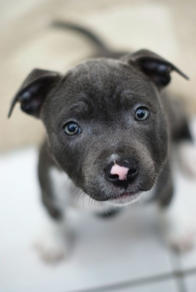 Cute Blue Staffy Puppies