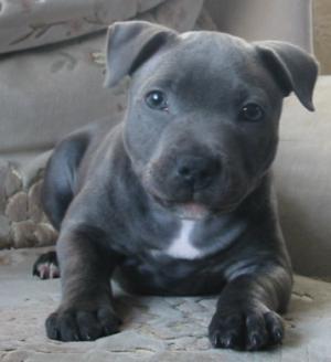 Cute Blue Staffy Puppies