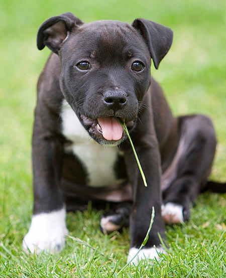 Cute Blue Staffy Puppies