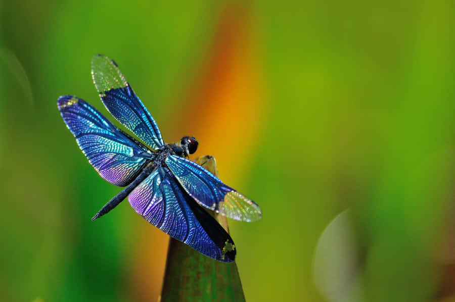 Cute Dragonfly Clipart