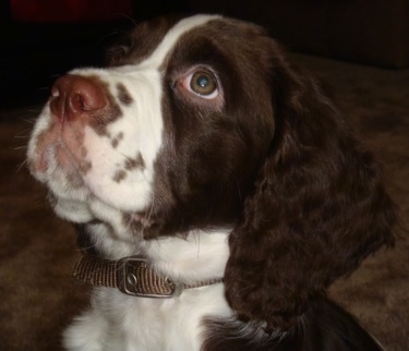 Cute English Springer Spaniel Puppies