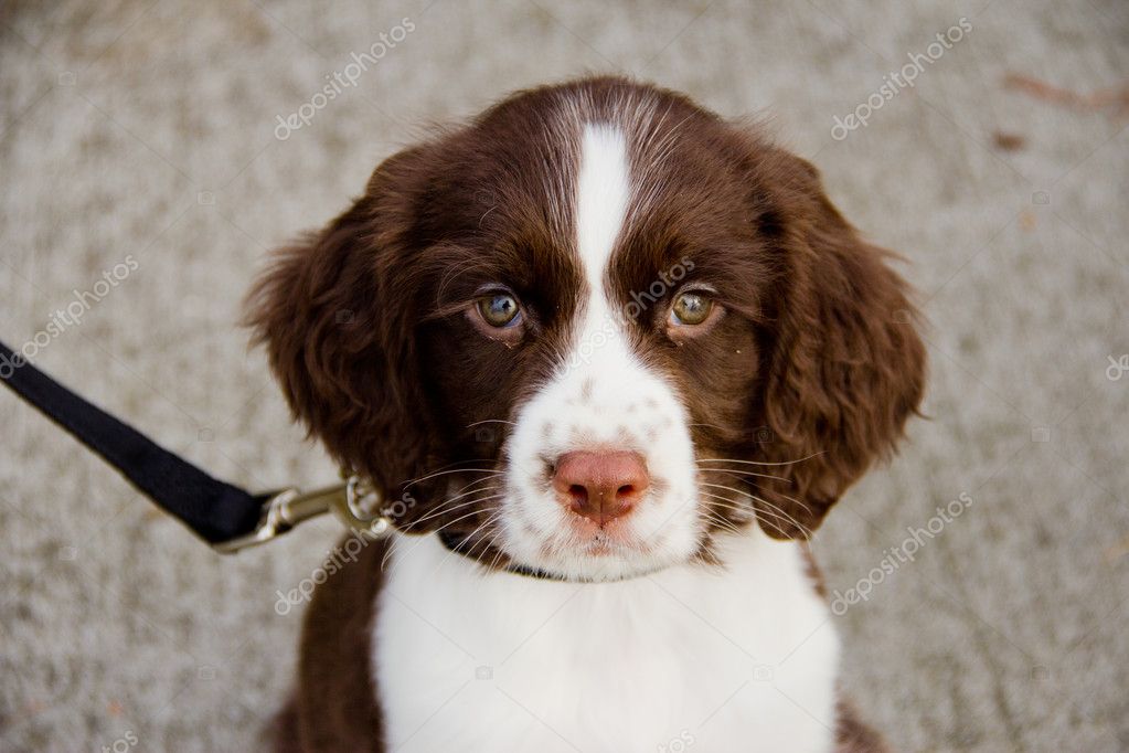 Cute English Springer Spaniel Puppies