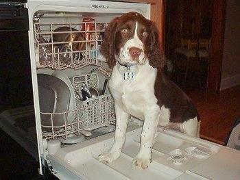 Cute English Springer Spaniel Puppies