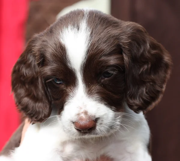 Cute English Springer Spaniel Puppies