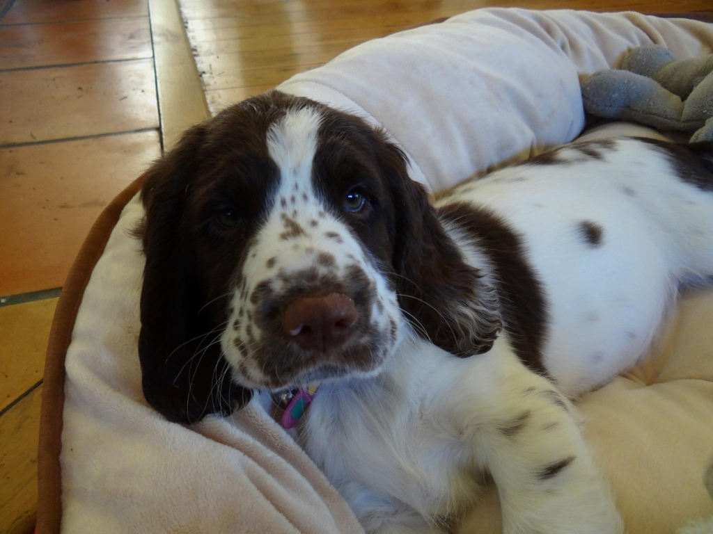 Cute English Springer Spaniel Puppies