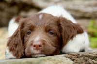 Cute English Springer Spaniel Puppies