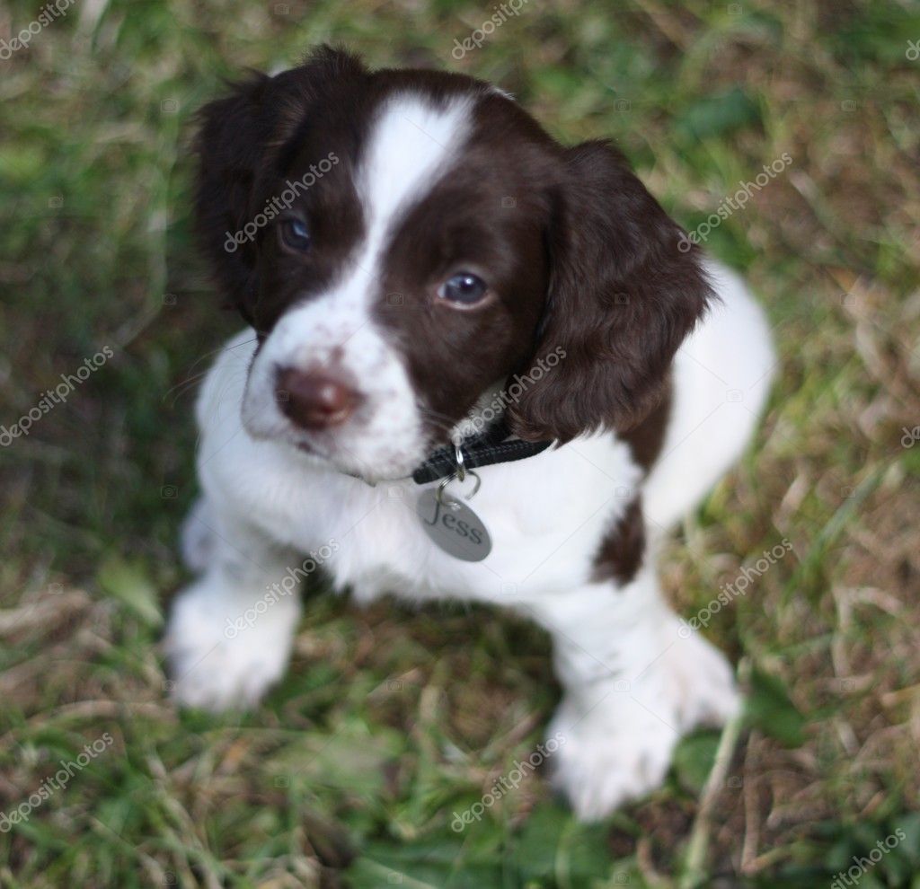 Cute English Springer Spaniel Puppies