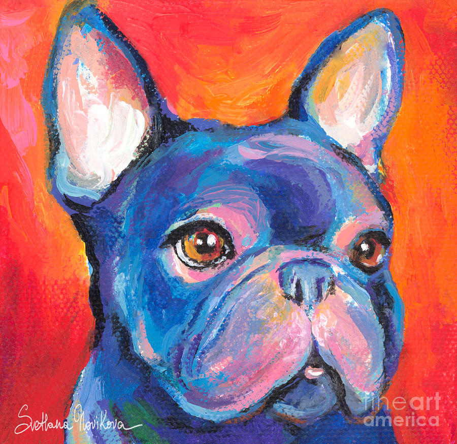 Cute French Bulldog Pictures