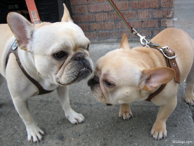 Cute French Bulldog Pictures