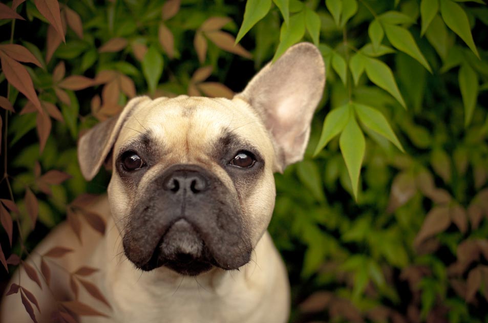 Cute French Bulldog Pictures