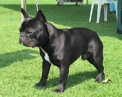 Cute French Bulldog Pictures