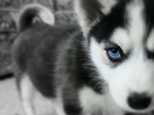 Cute Huskies Dogs