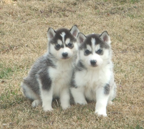 Cute Huskies Dogs