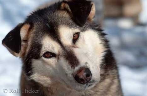 Cute Huskies Dogs