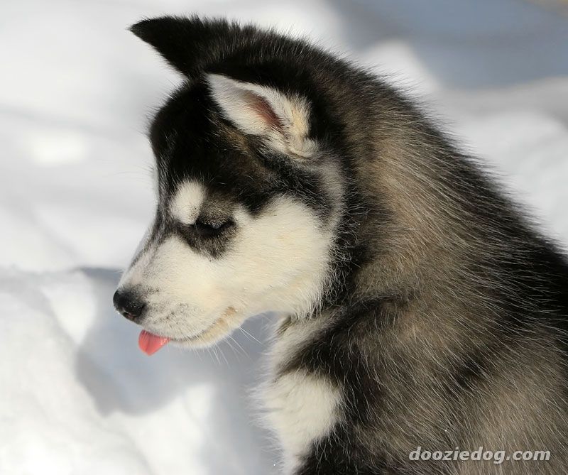 Cute Huskies Dogs