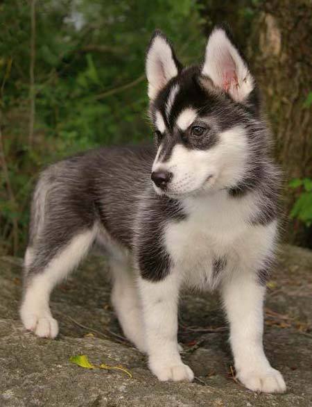 Cute Huskies Dogs