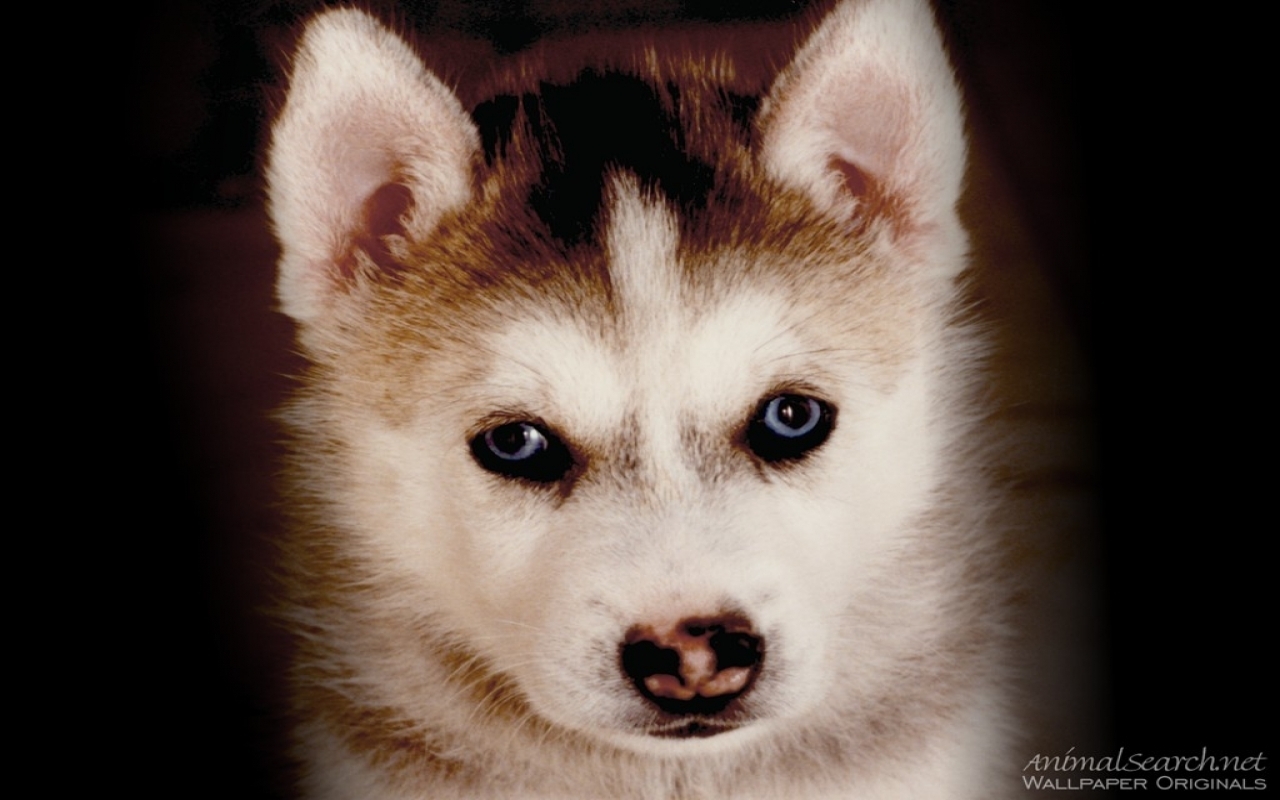 Cute Huskies Dogs