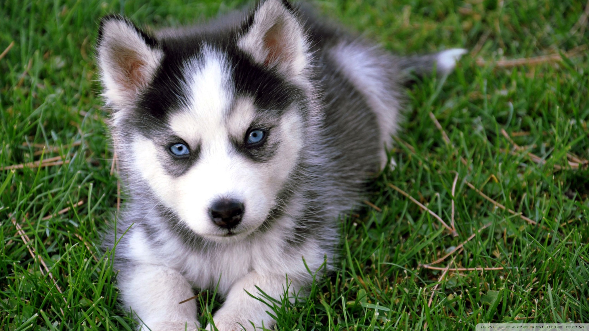 Cute Huskies Puppies