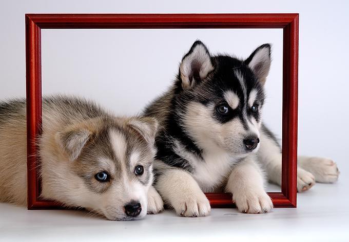 Cute Huskies Puppies