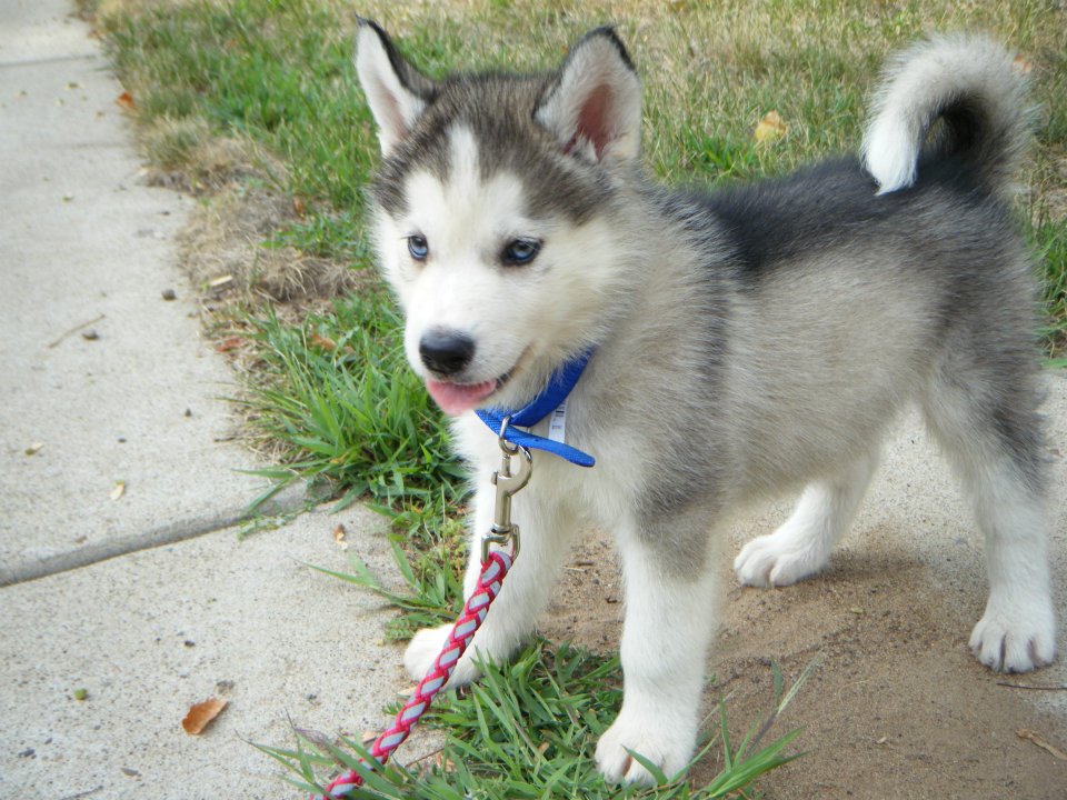 Cute Huskies Puppies