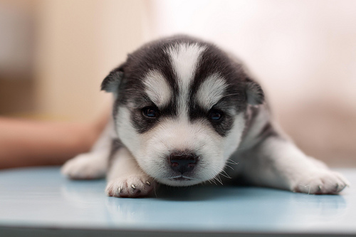 Cute Huskies Puppies