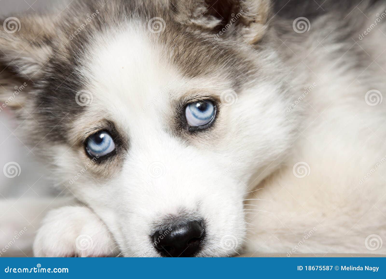 Cute Huskies With Blue Eyes