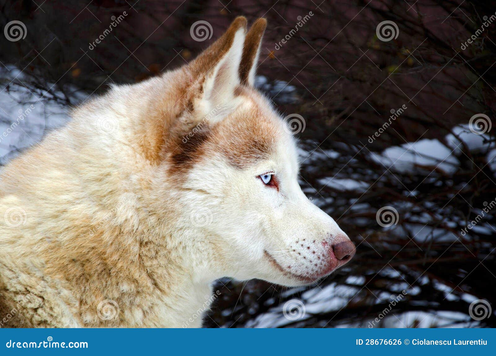 Cute Huskies With Blue Eyes