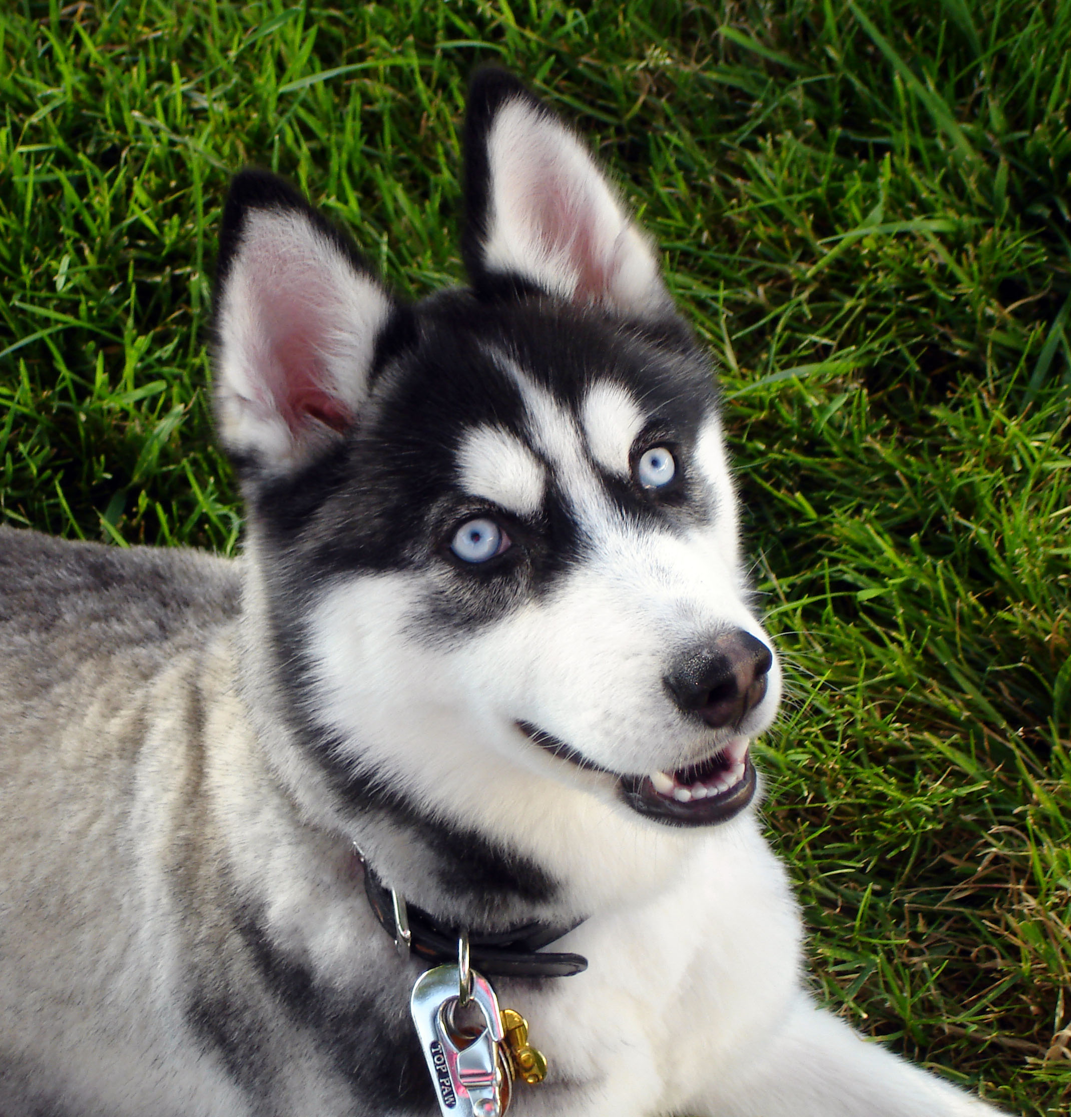 Cute Huskies With Blue Eyes