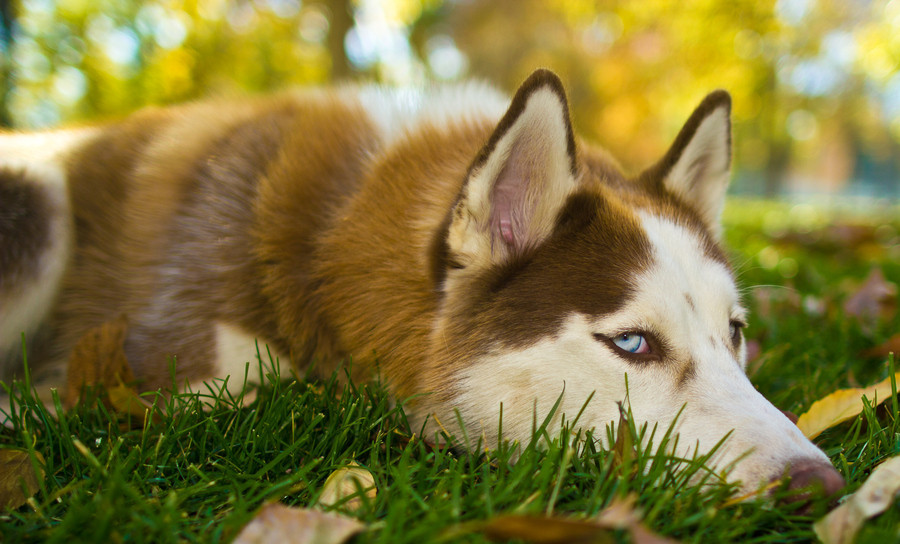 Cute Huskies With Blue Eyes