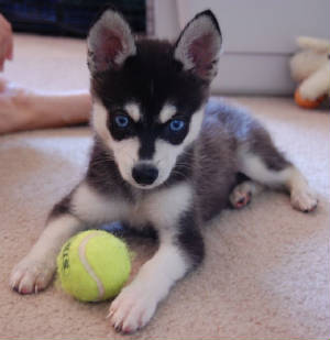 Cute Huskies With Blue Eyes